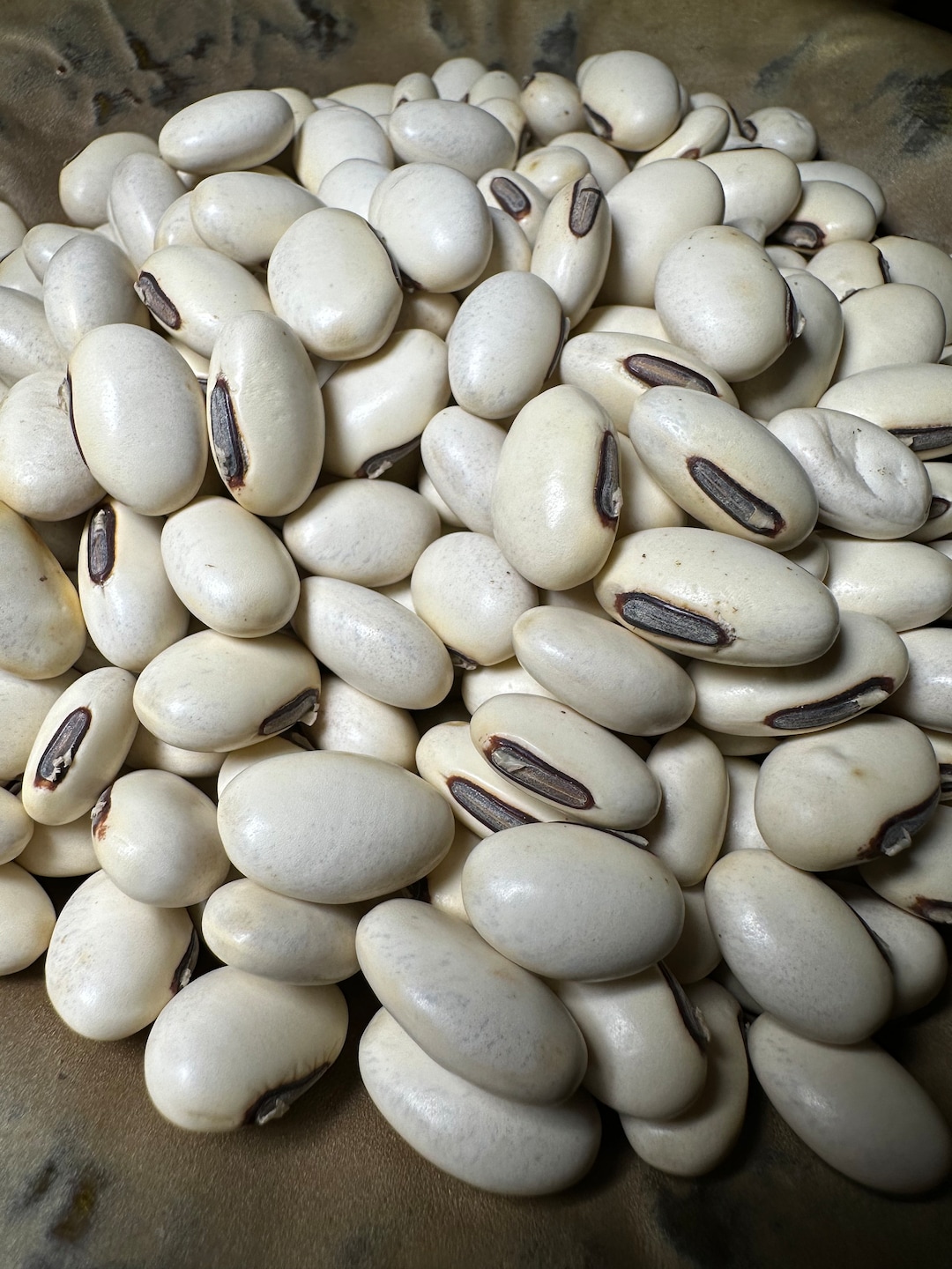 20 Jack Bean Seeds for Growing Garden Indonesian Kara Pedang Canavalia