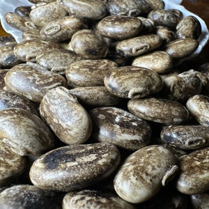 100 Striped Mucuna Seeds for Growing Kara benguk, Kacang Babi, Indonesian