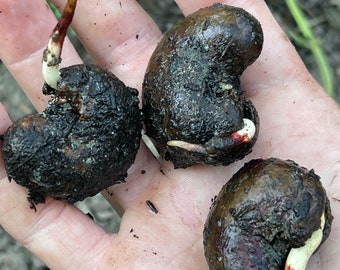 5 Germinated Cashew Live Seeds for growing, Home garden, home school children, Novel Plant, Anacardium occidentale