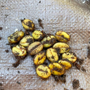 May include: A close-up of a pile of green coffee beans with brown dirt on them.