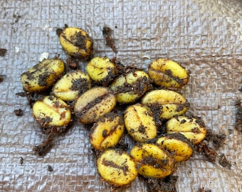 May include: A close-up of a pile of green coffee beans with brown dirt on them.