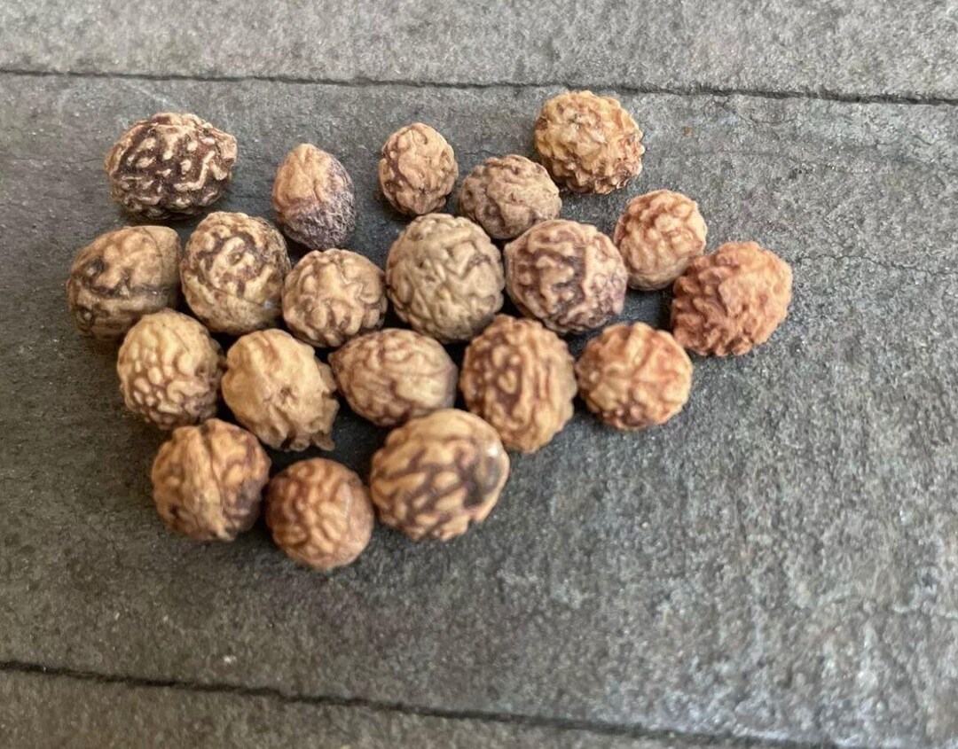 20 Yemen Sidr Seeds for Growing - Etsy