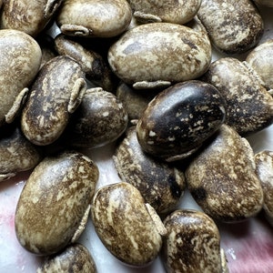 50 Striped Mucuna Seeds for Growing, Velvet Bean, Kara benguk, Kacang Babi, Indonesian
