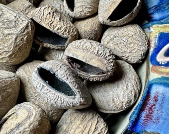 24 Pangi Seed Shells for crafts and music
