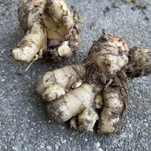 2 Indonesian Black Tumeric Roots for Growing