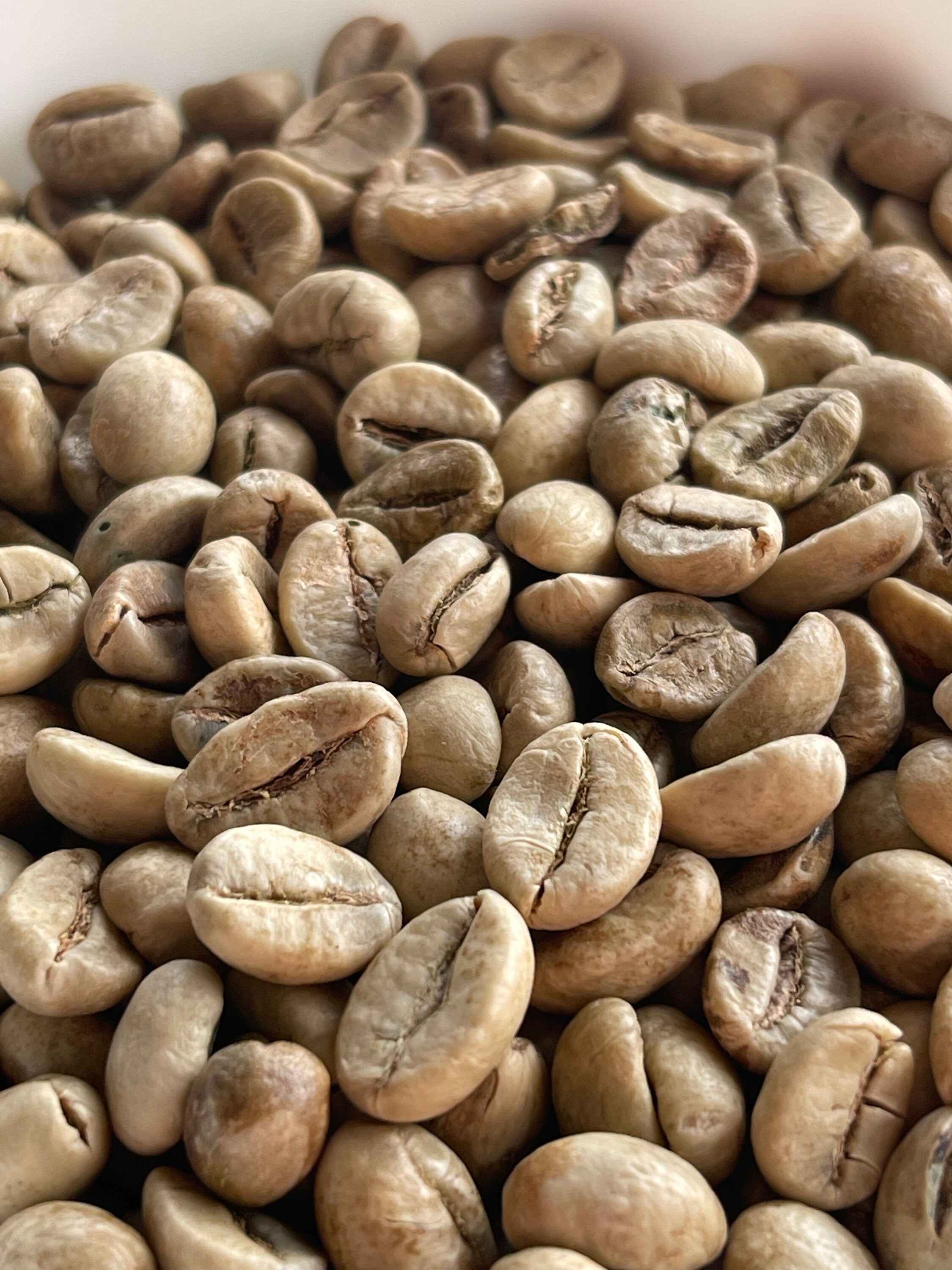 Amazon.com : Authentic Coffee Kopi Luwak 100% Arabica Gayo