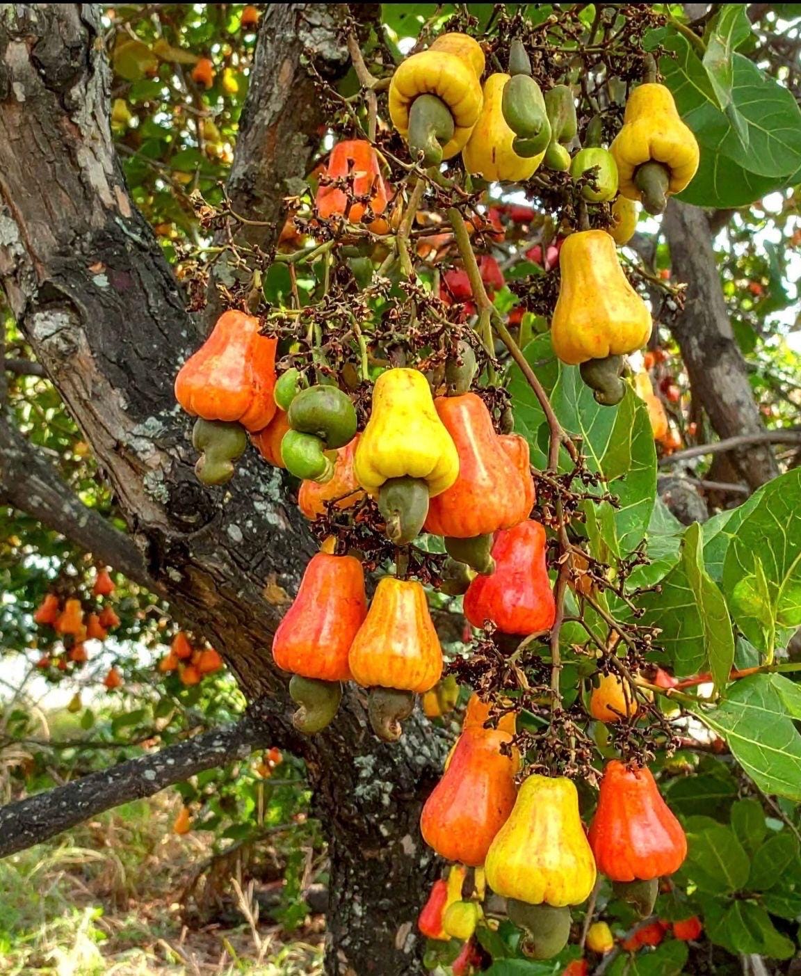 25 Cashew Seeds for Growing, Home Garden, Home School Children, Novel Plant,  Anacardium Occidentale - Etsy