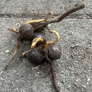 5 Germinated Nutmeg Seeds