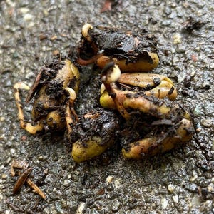 5 Sprouted Live fresh clove seeds for growing