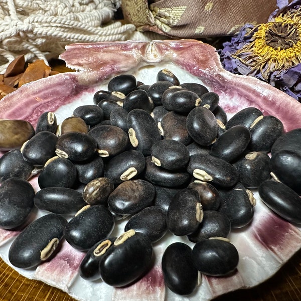 50 Black Mucuna Seeds for Growing, Velvet Bean, Kara benguk, Kacang Babi, Indonesian