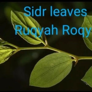2 oz Sidr DRIED  Leaves Ruqyah Roqya