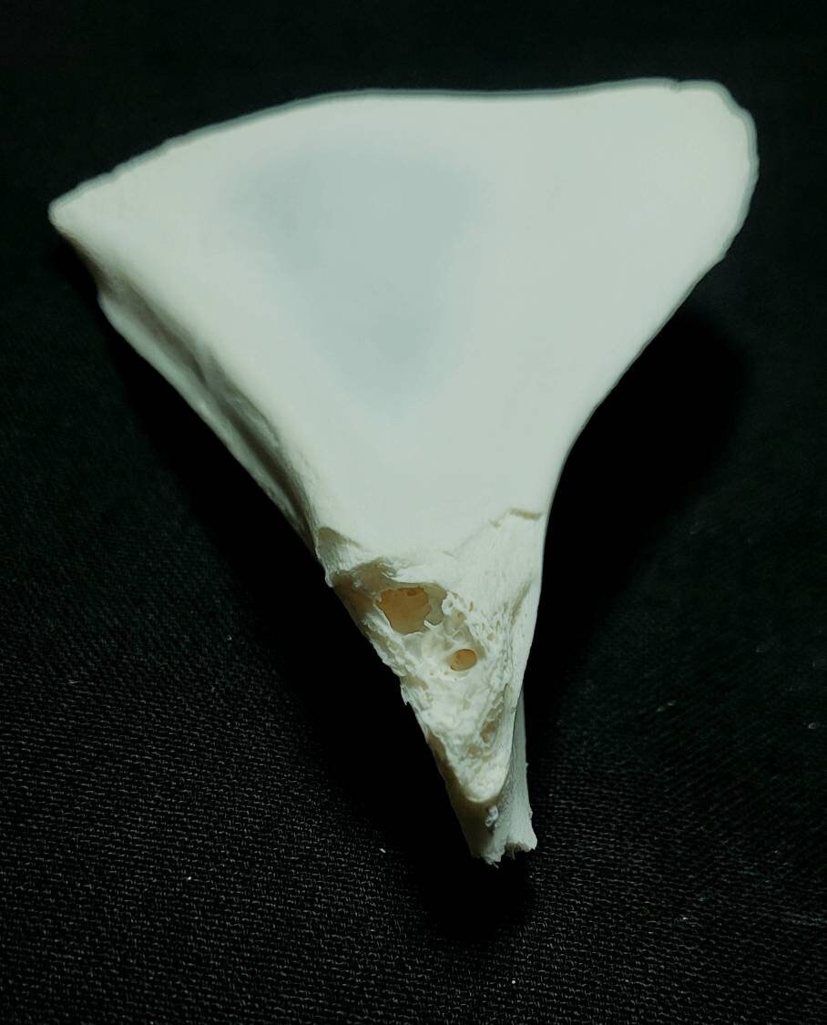 Small Whitetailed Deer Shoulder Blade Etsy