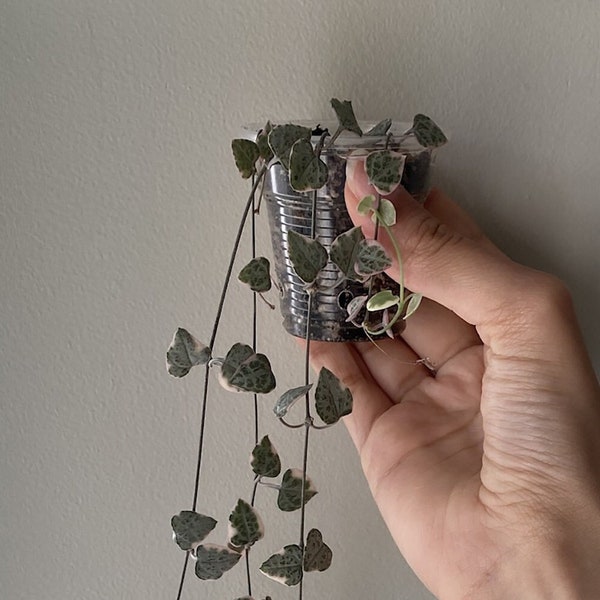 Ceropegia woodii variegata - String of hearts variegata