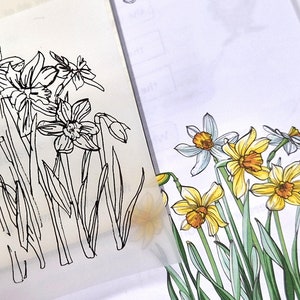 Peut inclure: Un dessin au trait noir et blanc de jonquilles avec des tiges et des feuilles. Le dessin est sur un morceau de papier avec un fond blanc. Le dessin est placé sur un morceau de papier avec un dessin coloré de jonquilles avec des pétales jaunes et blancs.