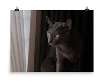 Items similar to Cat Photography 8x10 Fine Art Print Items similar to Cat Photography 8x10 Fine Art Print
