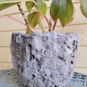 May include: A gray, textured, stone-like planter pot holding a plant with green and pink leaves. The pot has a rough, porous surface and sits on a blue metal table. The plant's stems are pink.