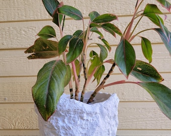 yucca dracaena plant Artificial Dracaena Succulent Plant in Pot main image 0