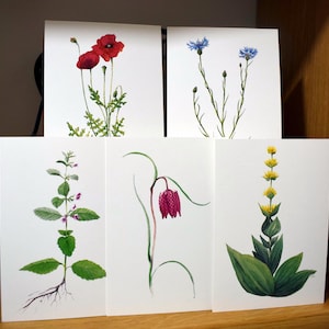 Carte postales aquarelle Botanique - divers modèles