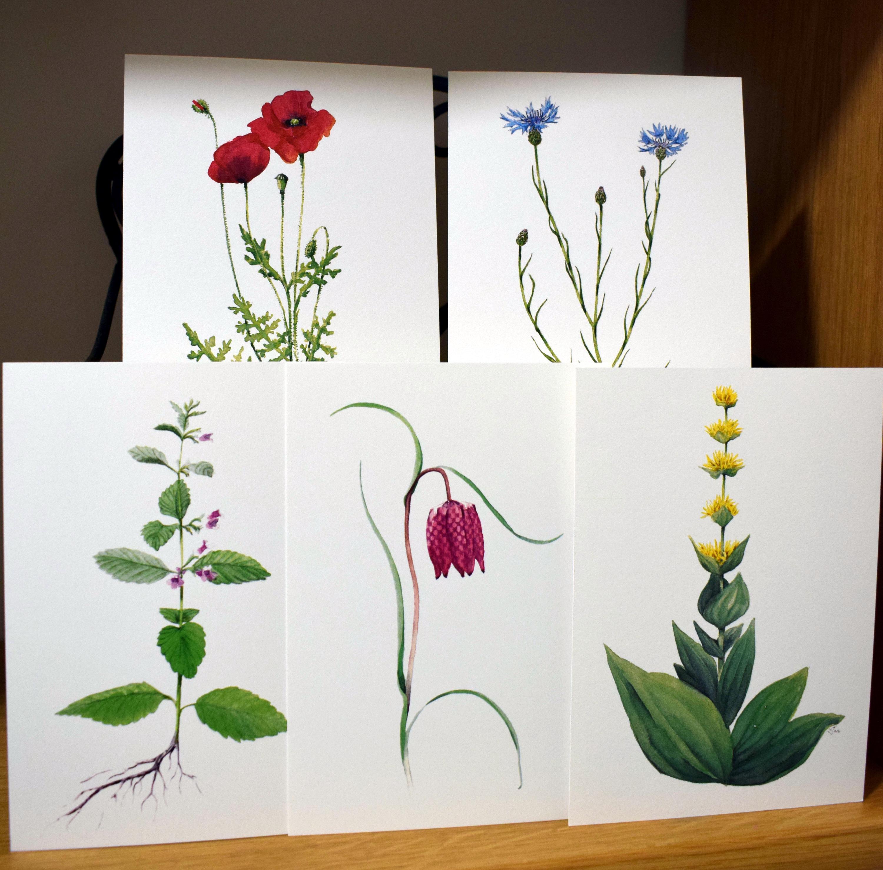 Botanical watercolor postcards - various models