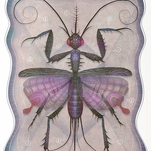 ENTOMOLOGY Tab.IV - Art print, Insect Collection, Natural History Art