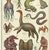 The Natural History of Cryptid Creatures - Picture Book - Etsy