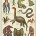 The Natural History of Cryptid Creatures - Picture Book - Etsy