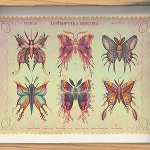 Lepidoptera obscura - Art print