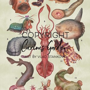 Puede incluir: Una impresi&oacute;n de estilo vintage titulada "Weird Sea Animals" con ilustraciones detalladas de varias criaturas marinas. La obra de arte incluye un rape jorobado, gusano plano del amanecer, caracol cono, lamprea, gamba mantis pavo real, pepino de mar, pez perla, calamar gigante, pez luna y m&aacute;s.