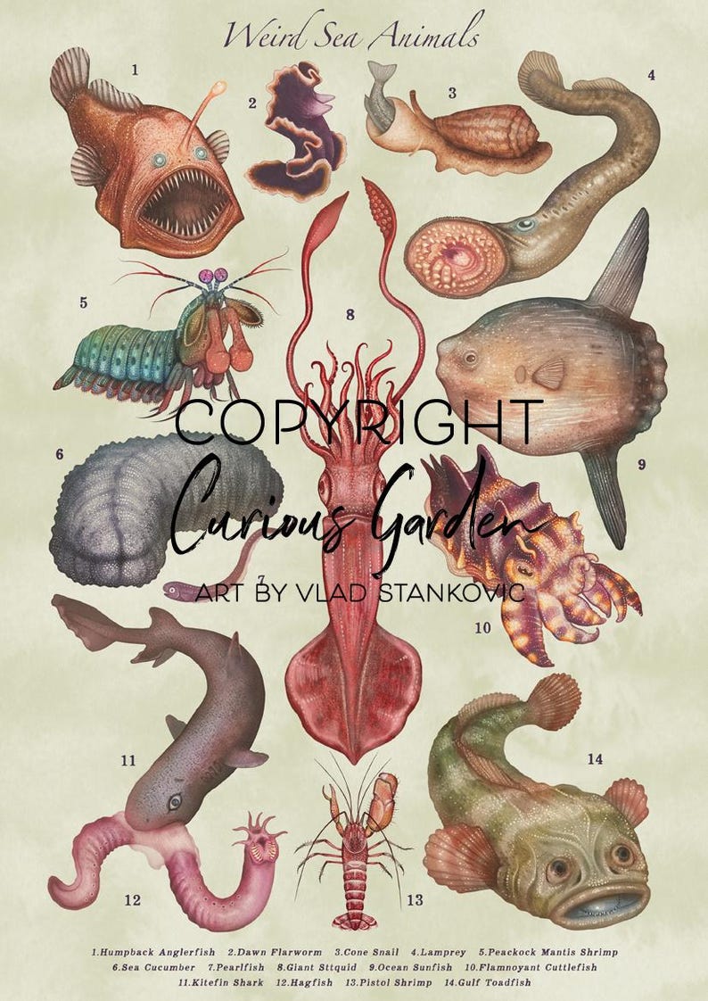Puede incluir: Una impresi&oacute;n de estilo vintage titulada "Weird Sea Animals" con ilustraciones detalladas de varias criaturas marinas. La obra de arte incluye un rape jorobado, gusano plano del amanecer, caracol cono, lamprea, gamba mantis pavo real, pepino de mar, pez perla, calamar gigante, pez luna y m&aacute;s.