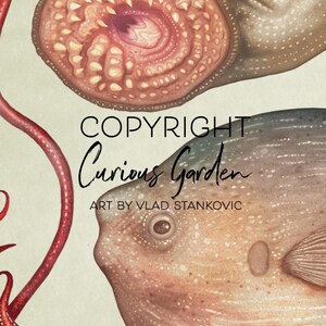 Puede incluir: Ilustraci&oacute;n de criaturas marinas, incluyendo una boca de lamprea, un ojo de pulpo y un pez globo. La obra de arte es de estilo vintage con un fondo neutro. El texto dice "COPYRIGHT Curious Garden ART BY VLAD STANKOVIC."
