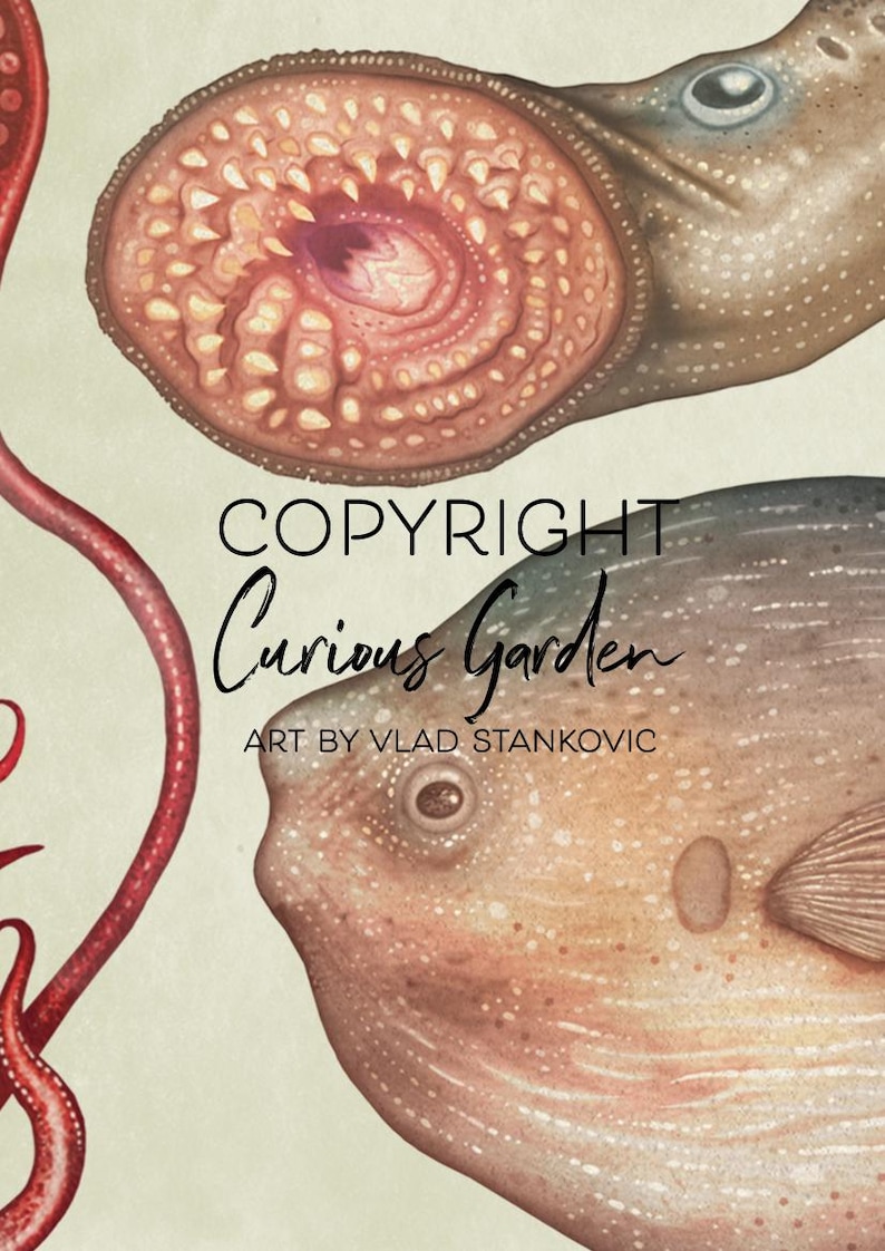Puede incluir: Ilustraci&oacute;n de criaturas marinas, incluyendo una boca de lamprea, un ojo de pulpo y un pez globo. La obra de arte es de estilo vintage con un fondo neutro. El texto dice "COPYRIGHT Curious Garden ART BY VLAD STANKOVIC."