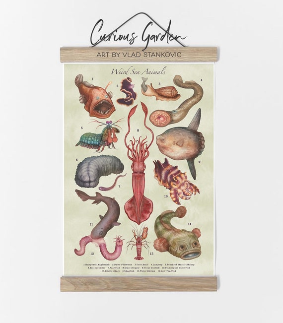 Weird Sea Creatures Art Print, Curious Marine Animals Illustration, Antique Nautical Poster
