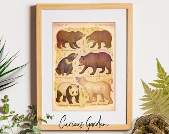 Bear Species - Art Print