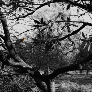 Digital Download - Colourful Robin in a tree, black and white monochrome background