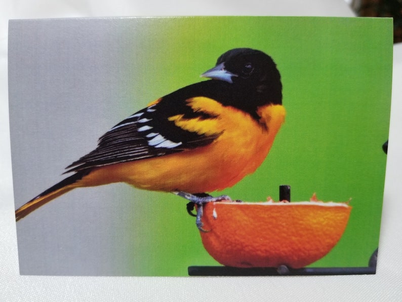 Bird Photo Notecards