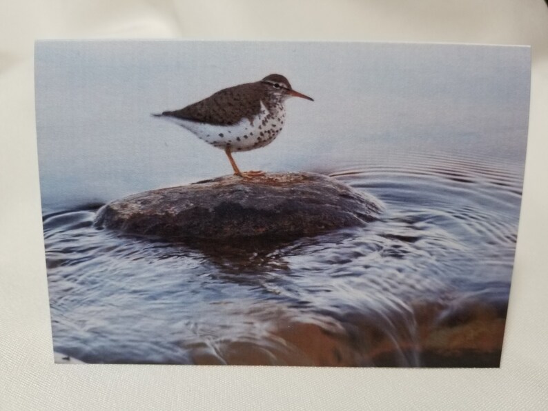 Bird Photo Notecards