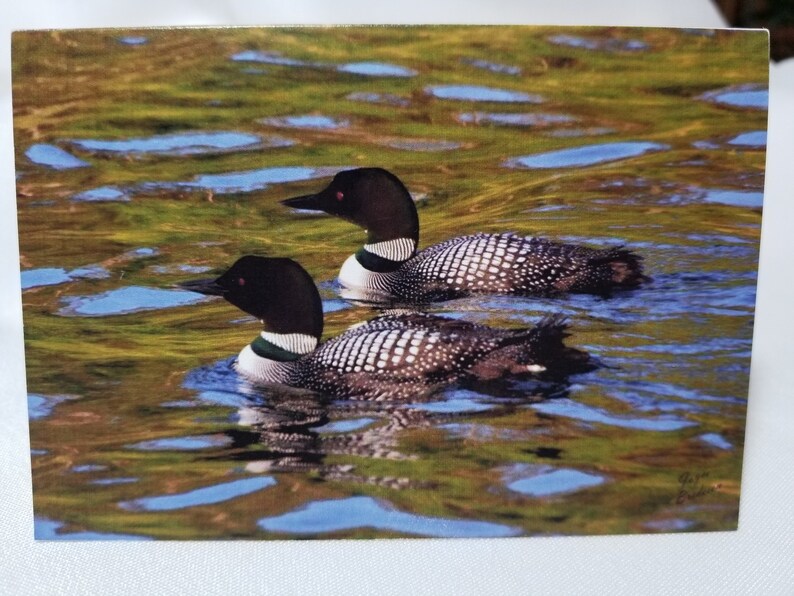 Bird Photo Notecards