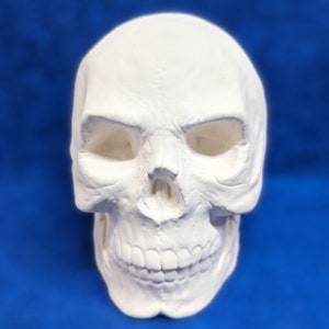 Small skull