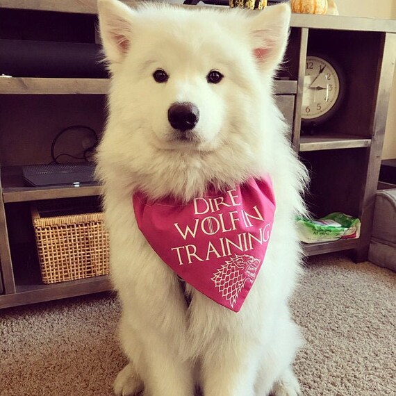 direwolf in training bandana