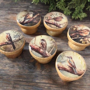 Könnte beinhalten: Sechs Holzschrankknöpfe mit Vogelillustrationen. Jeder Knopf zeigt einen anderen Vogel auf einem Ast, vor einem weichen, neutralen Hintergrund. Die Knöpfe haben eine helle Holzoberfläche und sind auf einer Holzoberfläche angeordnet.