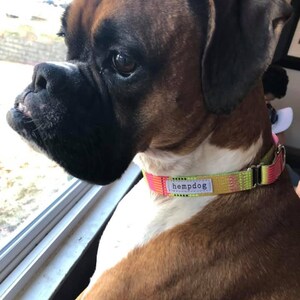 Puede incluir: Un perro boxer marr&oacute;n y blanco con un collar hempdog rosa, verde y amarillo. El perro est&aacute; mirando por una ventana.