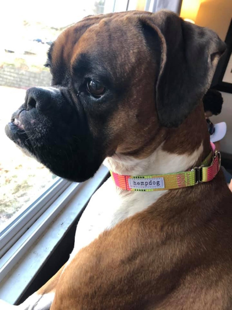 Puede incluir: Un perro boxer marr&oacute;n y blanco con un collar hempdog rosa, verde y amarillo. El perro est&aacute; mirando por una ventana.