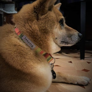 Puede incluir: Un perro marr&oacute;n claro con un collar de estampado colorido que dice "hempdog". El perro est&aacute; sentado en un suelo de madera con un dise&ntilde;o de patr&oacute;n blanco y negro.