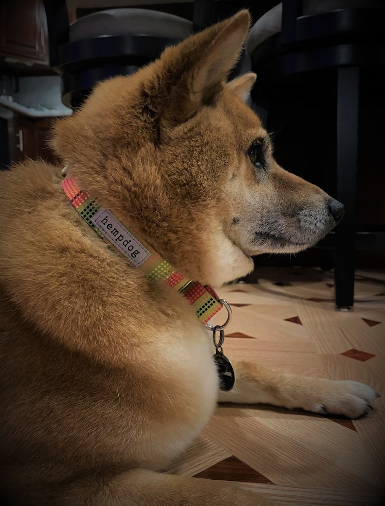 Puede incluir: Un perro marr&oacute;n claro con un collar de estampado colorido que dice "hempdog". El perro est&aacute; sentado en un suelo de madera con un dise&ntilde;o de patr&oacute;n blanco y negro.