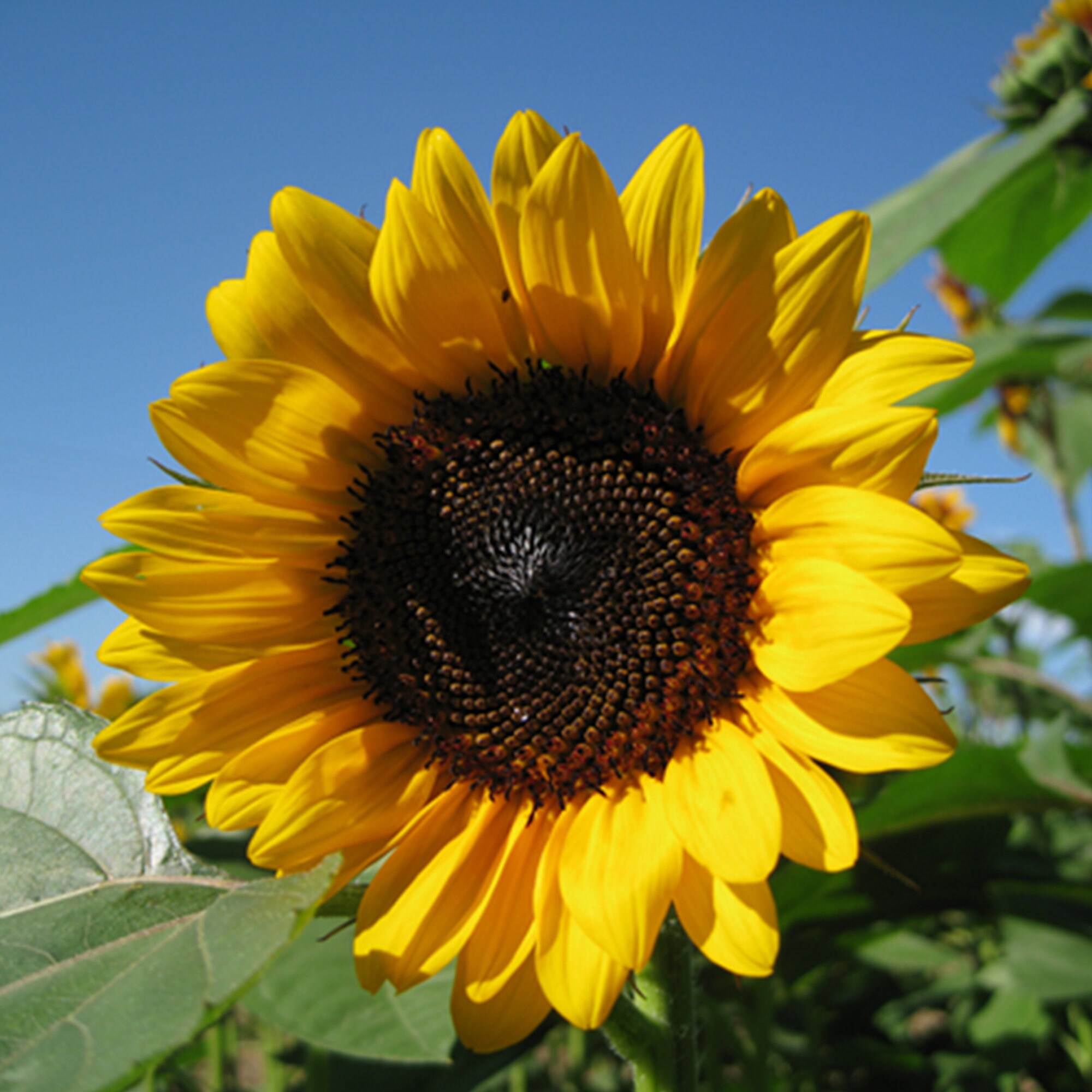 Golden Sunflower Sunflower Seed Flower Seed Nongmo Seed Etsy