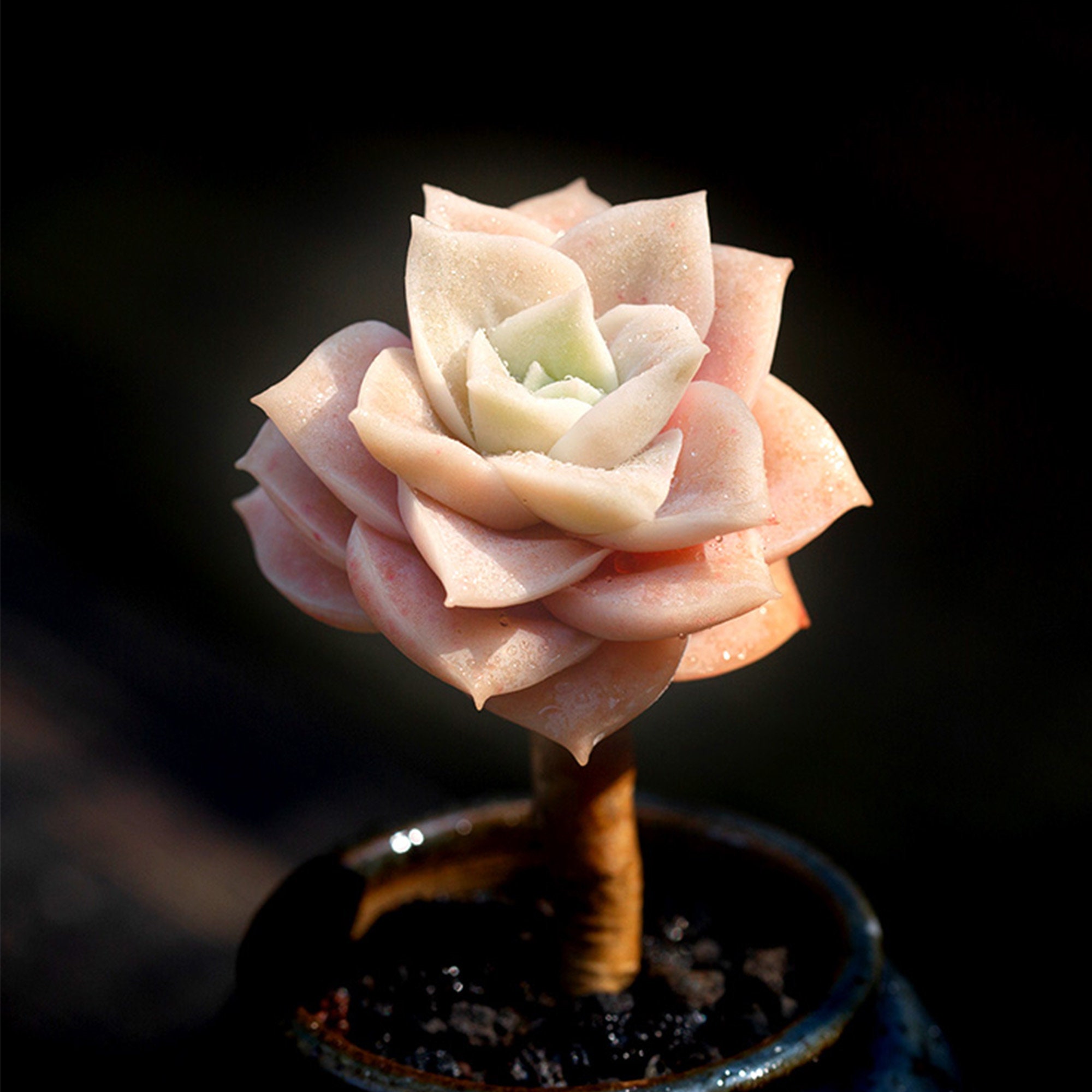 Lovely Rose Succulents Four Seasons Potted Plants On Office Etsy