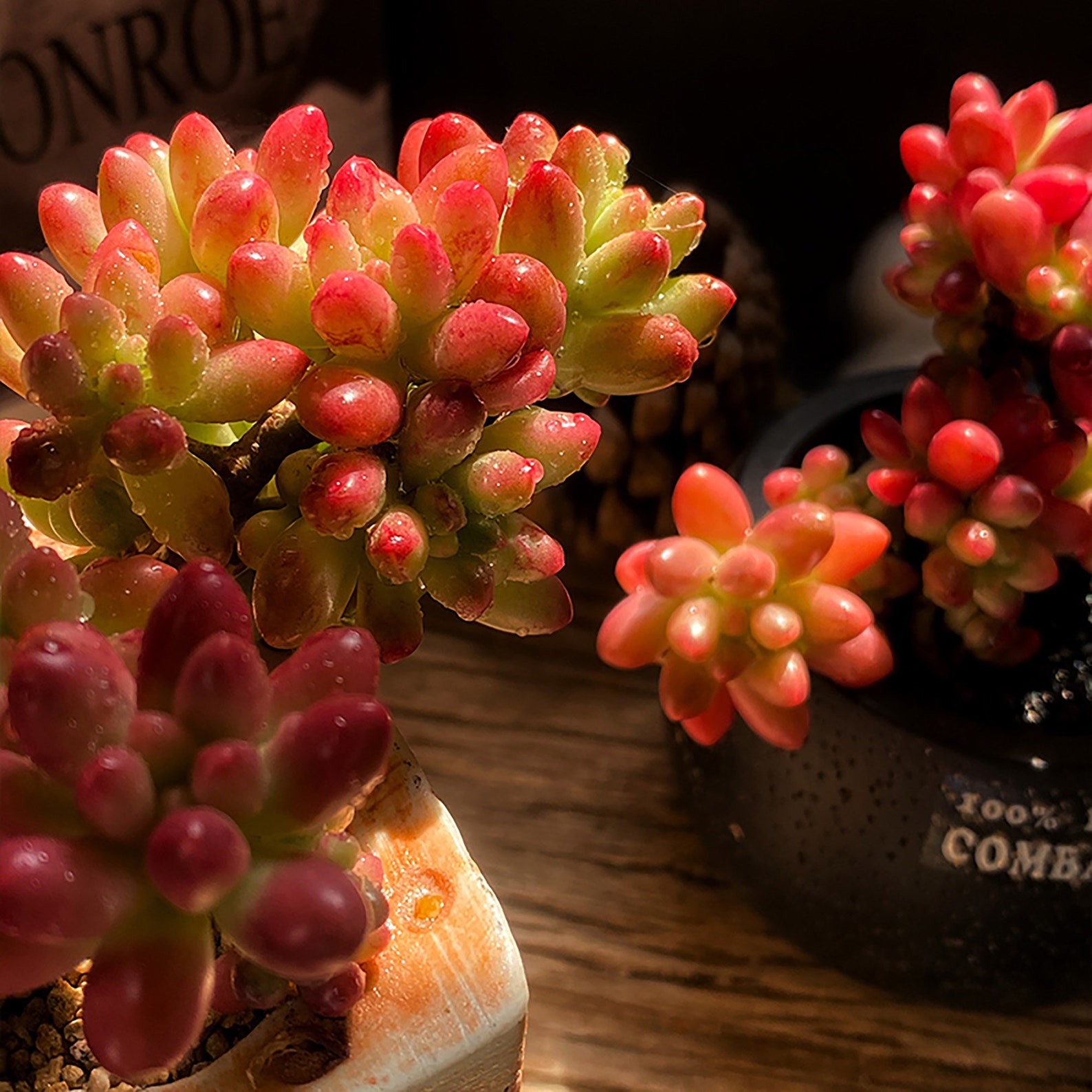 Red Succulents Live Succulents Combination Potted Plants Etsy
