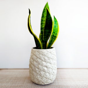 May include: A green and yellow snake plant in a white ceramic pot with a textured surface. The pot is shaped like a pineapple.