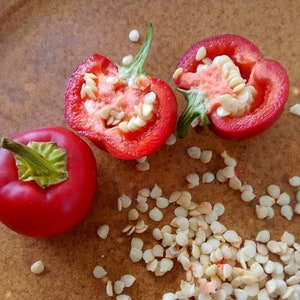 Mini Sweet Bell Peppers