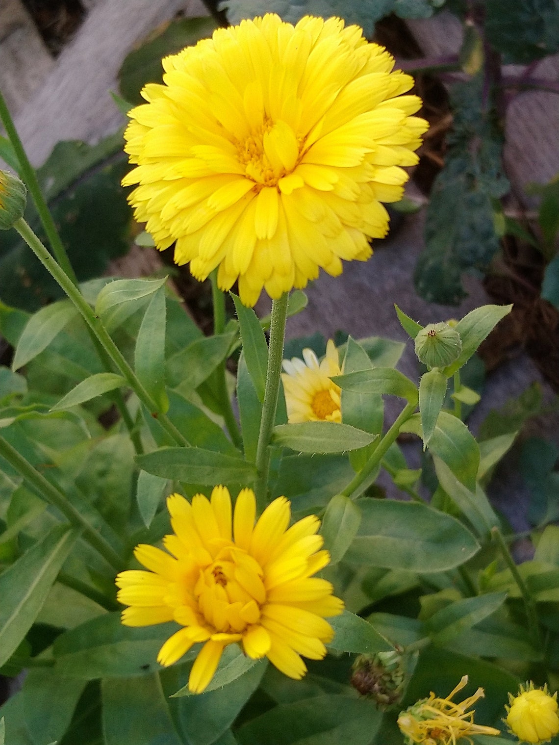 Classic Calendula Seeds Edible tea salve a pollinator Etsy
